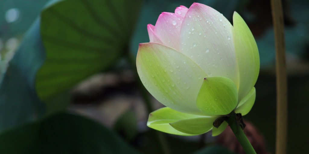 In the pursuit of learning,
every day something is added.
In the pursuit of the Tao,
every day something is dropped.

― Tao Te Ching