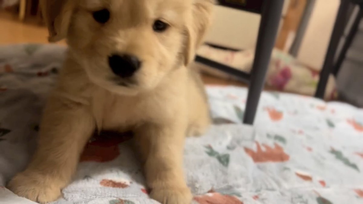 takemybear 🐶 tweet media