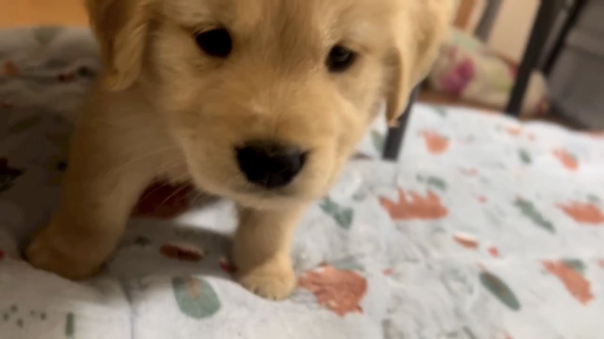 takemybear 🐶 tweet media