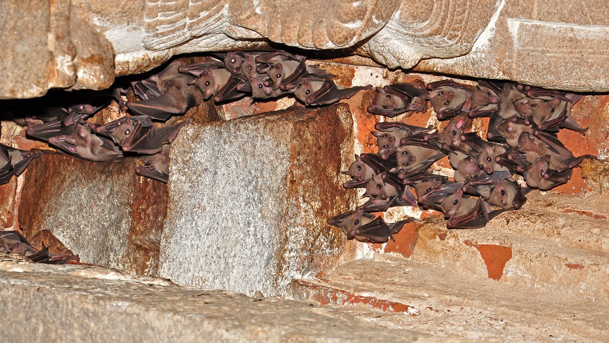 #FromTheArchives @KSSeshadri sheds light on the much-misunderstood and persecuted #bats as he explores their diminishing populations in #temples across #SouthIndia. 📷 A colony of Leschenault's Rousettes living between a pillar and the #temple tower. bit.ly/3x9ZatQ