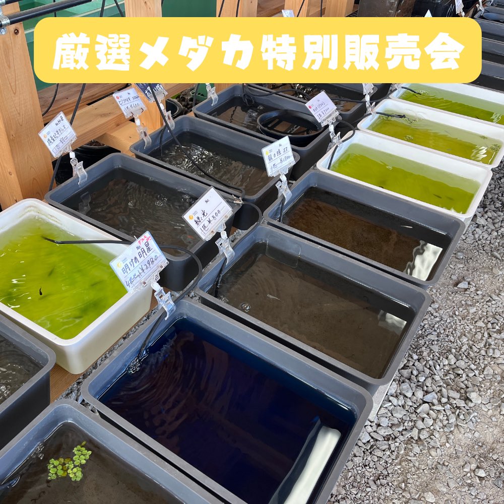 TAIYOメダカ 水草/景観水石（小さなメダカ村） (@taiyo_medaka