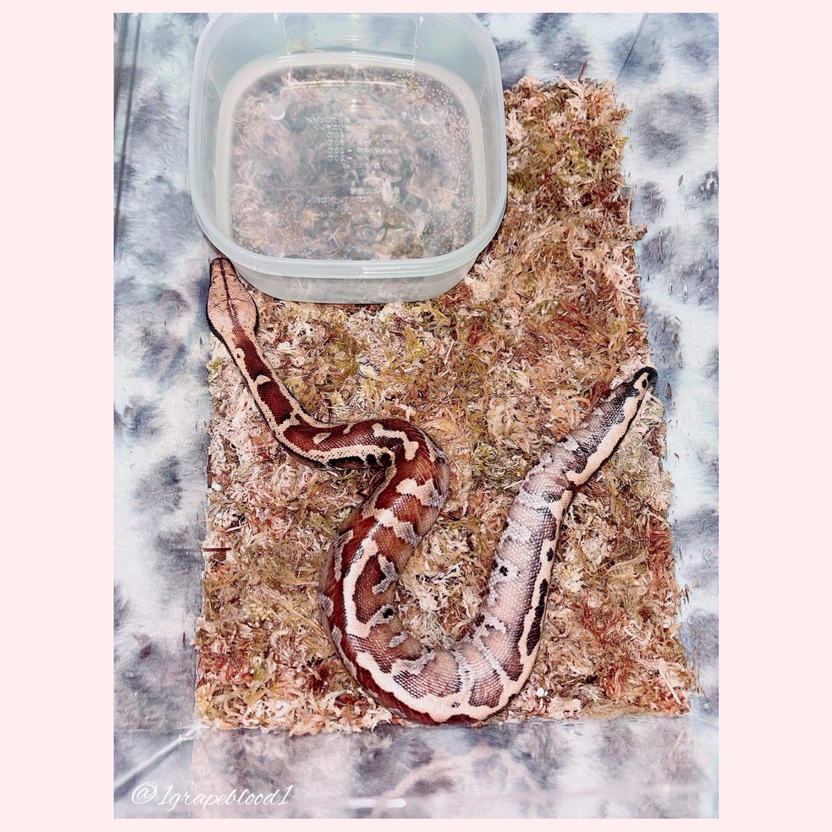 1grapeblood1's tweet image. まだ、ベビー👶だから
水苔買ってきて設置しました❣️
なかなか、脱皮してくれませんが
気長に待ちます😌💖
#ブラッドパイソン #バンカレッド
#bloodpython #reptiles #snake
#爬虫類女子