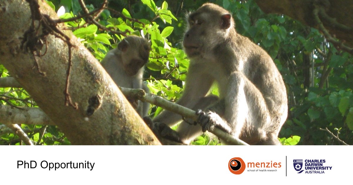 PhD OPPORTUNITY | Do you have a bioinformatics background and want to be part of a team researching zoonotic Plasmodium knowlesi malaria? 
Check out this PhD opportunity under the supervision of Matthew Grigg and Jacob Westaway.
Learn more bit.ly/3TzsEZv
