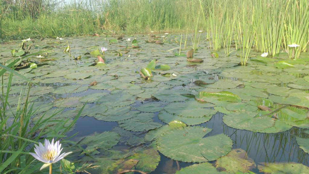 NdayiCharles's tweet photo. Wetlands are crucial in biological ecosystem, today morning, I enjoyed exploring the beautifulness of wetlands somewhere in Bujumbura.#nature_view
#Burundi_environment
@UNEP @infoNILE @iradespoir @yceagreenworld https://t.co/tK4Gx6Qzxh