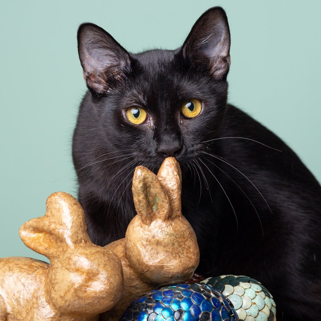 🍫Easter long weekend hours🐰 We're here 24/7 for animals in need, if you see pets or wildlife in need of help, call the RSPCA Emergency Hotline on 1300 ANIMAL (264 625)☎️ Across the state select RSPCA Animal Adoption Centres will be open reduced hours👉bit.ly/4cxFBfa