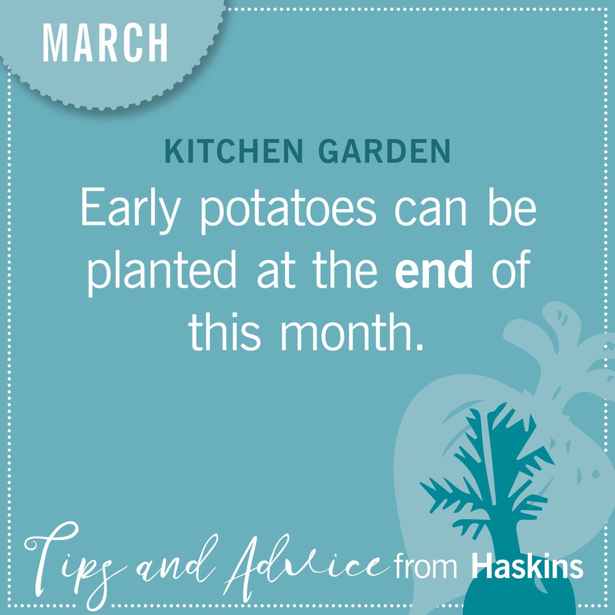 It's finally time to get those potatoes planted! 🥔🌱😃

#Haskins #HaskinsHints #garden #gardener #happylife #potatoes #spring