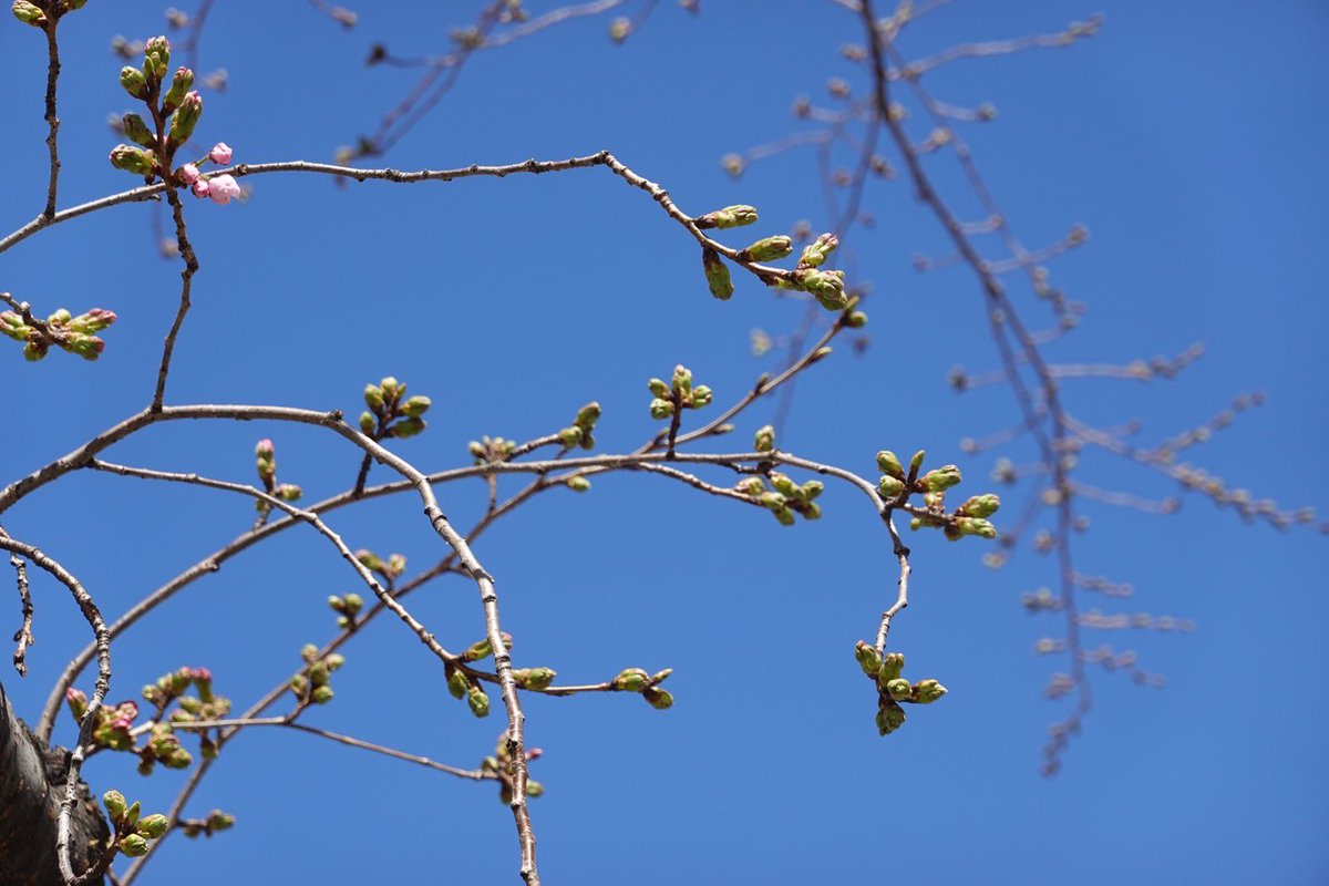3月27日桜の日🌸 久しぶりに東京の空は晴れて サクラトーン日和☺️ ⁡ まだ今は蕾だけどこれから膨らむのが楽しみ！ ⁡ 皆さんの夢も一緒に咲きますように✨ 今年卒業生の皆さんおめでとうございます！ ⁡ 有安杏果 #サクラトーン #桜の日 #cherryblossom #蕾