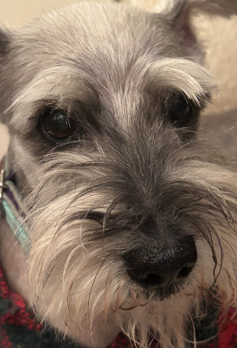 EsEstra's tweet photo. Manden buenas vibras, mi perrito se quedó hospitalizado, tiene problemas con su estomaguito. 💜 https://t.co/axFt6oiClA