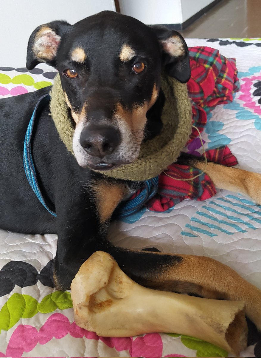 ld_fl33's tweet photo. Te voy a extrañar y amar todas mis vidas flaco hermoso, no sabes como duele esta mierda💔 
Gracias infinitas por tanto amor perrito, gracias inmensas 💚🕯️ https://t.co/lCuLGvRBp8