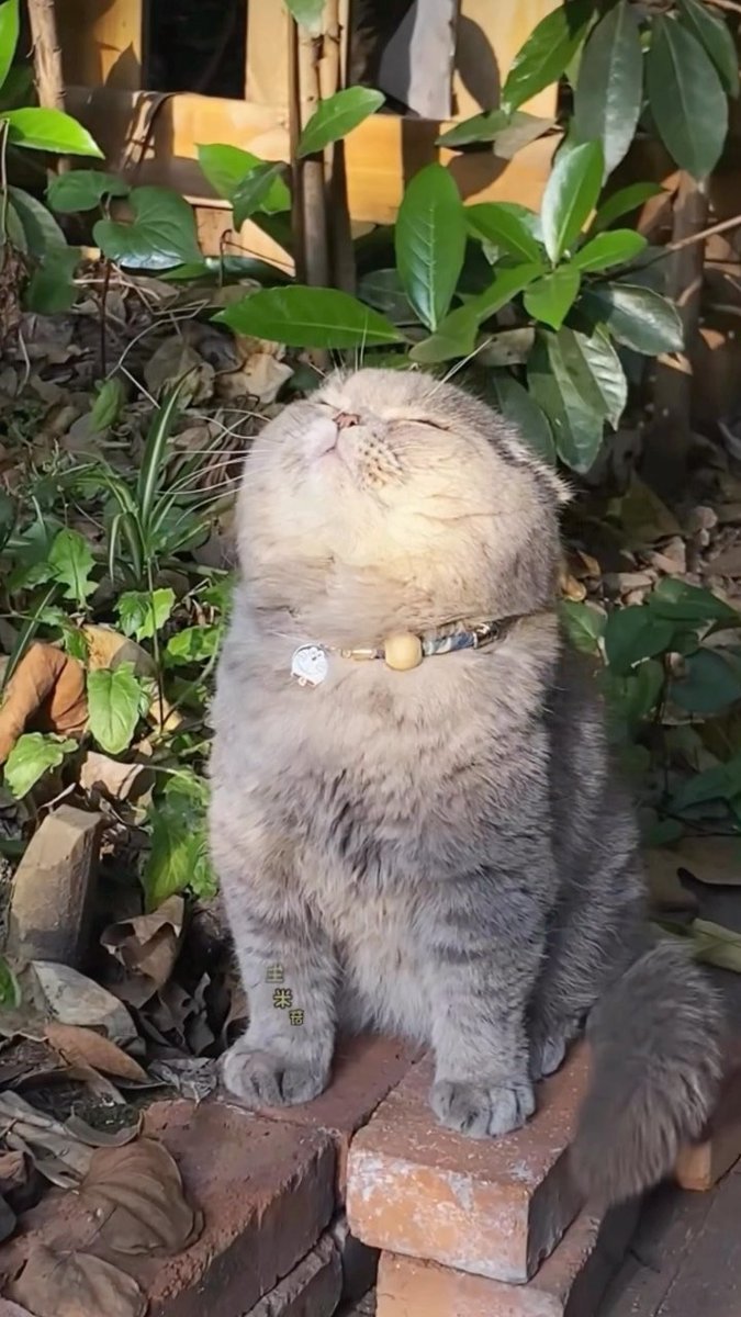 0Madhav's tweet image. Can't resist those mesmerizing eyes! #CatEyes #Hypnotizing