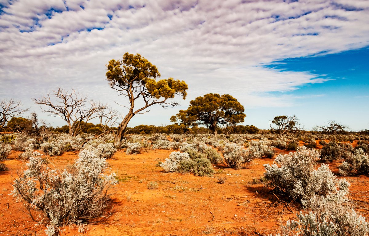 🌱 New #CurtinResearch from Professor Raphael Viscarra Rossel warns Aussie soil will soon emit #carbon due to climate change. However, Prof Viscarra Rossel says there are ways we can combat this. Discover the solutions here. 👉 tinyurl.com/mpnzcmbw