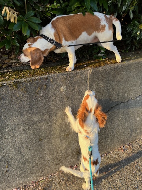 Sorry. Sniffin for 🐇