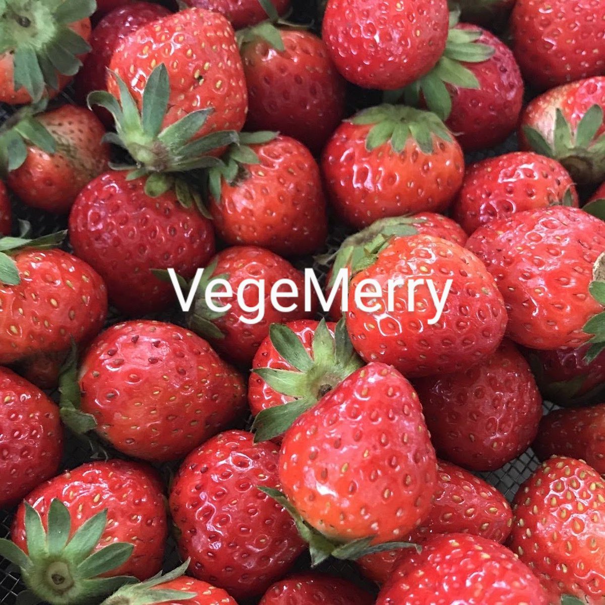 VegeMerry's tweet photo. おはようございます👩🍳
今日は #晴れ ☀
#サクラの日 👨🍳🌸
#春 を感じる創作中🙋🍓🫐🍀
送料無料地域あり【3月限定セット】
いちごコンフィチュール+きんかんマーマレード+選べるシロップ1本
https://t.co/0qw0RTzVZW
今日も #美味しい 1日を🎶
#minne #vegemerry #ベジメリー
#腸活 #健康 https://t.co/ZY5Jakr24c