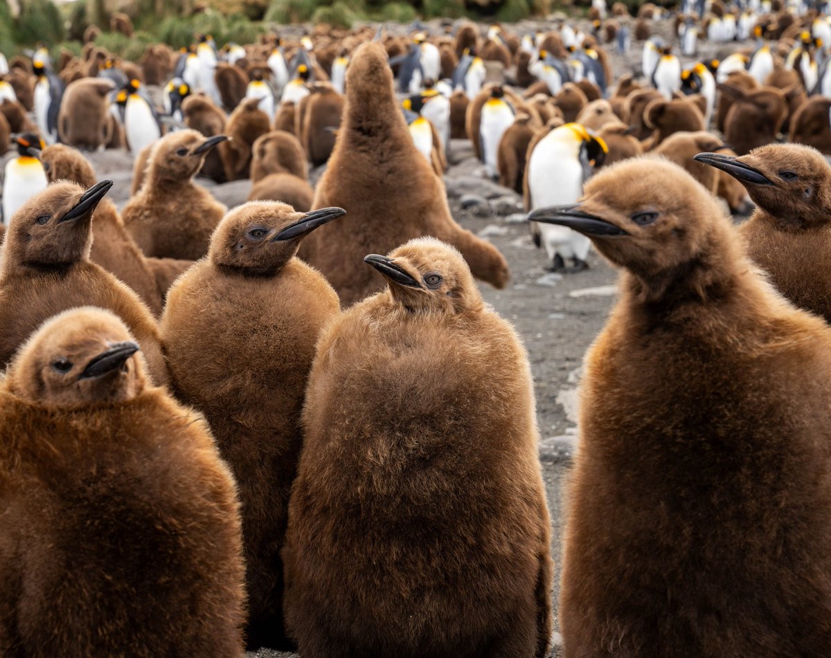 This isn’t the first image that springs to mind when you think of penguins! It takes almost a year for king penguin chicks to grow in their waterproof feathers, leaving them brown and fluffy in the meantime. 📷 Nanching Lee