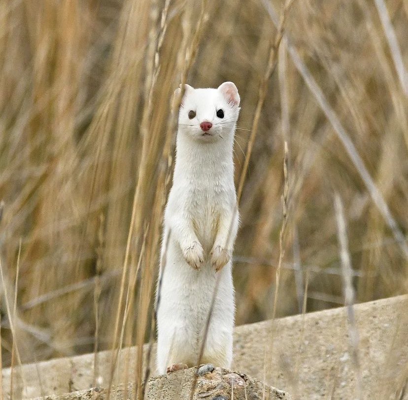 daily stoat! tweet media