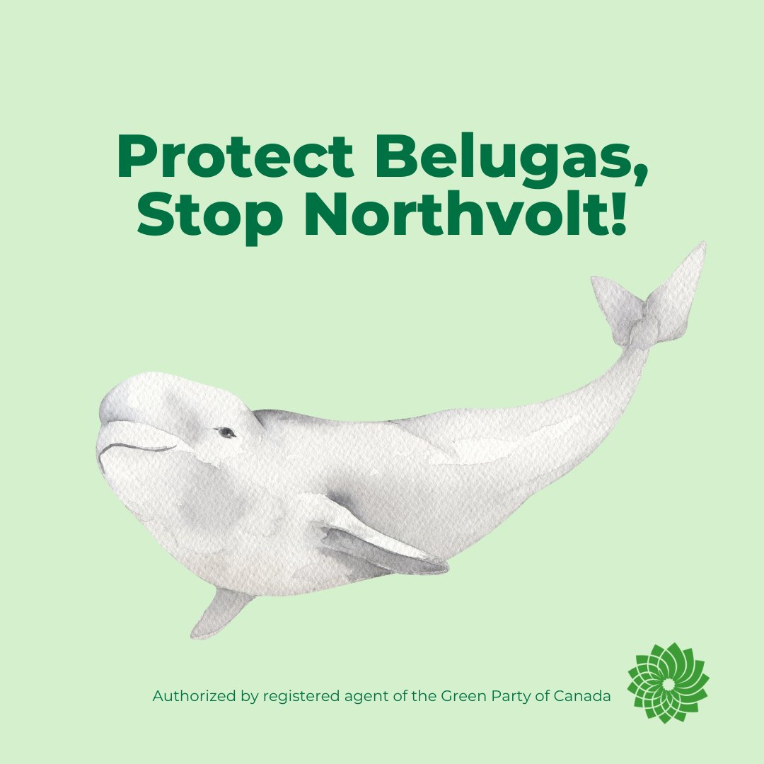 Protect endangered species from pollution! Sign the petition to demand a full environmental review of the Northvolt project. #ProtectBelugas #StopNorthvolt greenparty.ca/northvolt