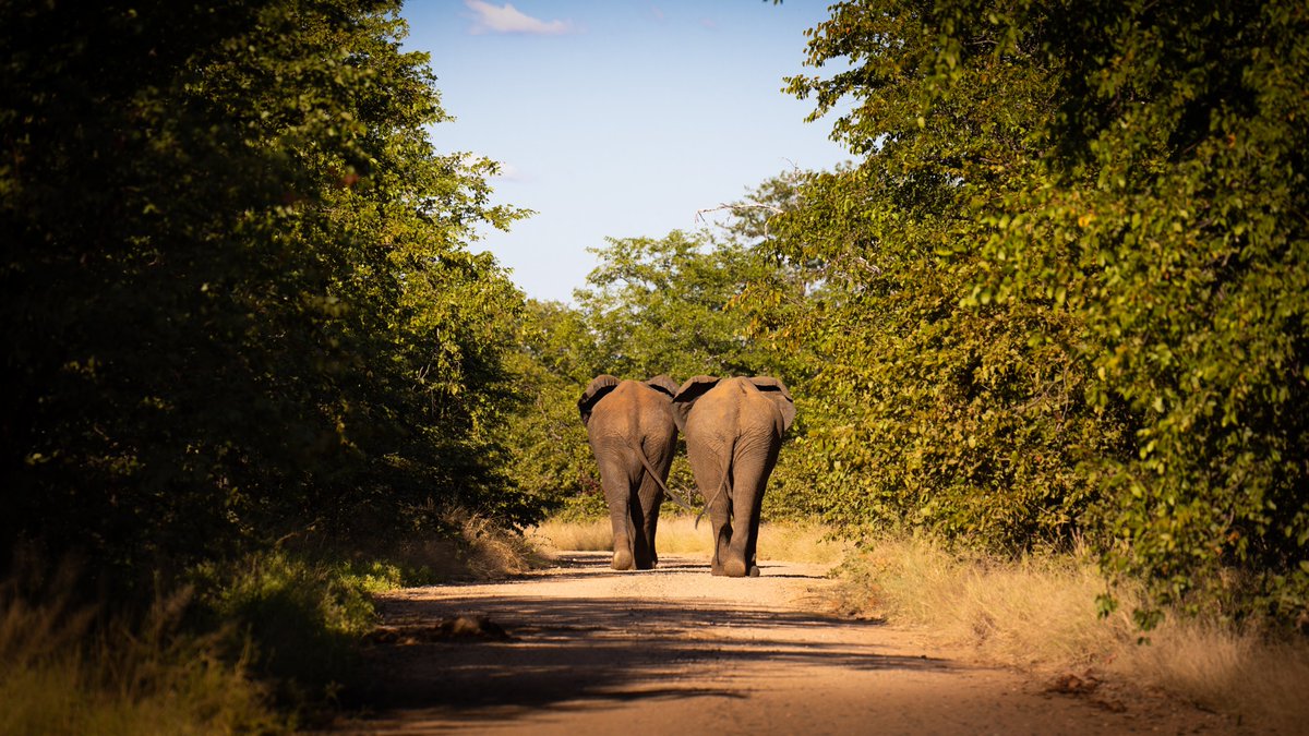 AWFCEO's tweet image. Integrated landscape management recognizes that #conservation cannot thrive amidst #poverty &amp;amp;deprivation. It acknowledges that #localcommunities' well-being and ecosystems' health are inextricably linked. Through this approach, we'll harmonize conservation efforts for the better.