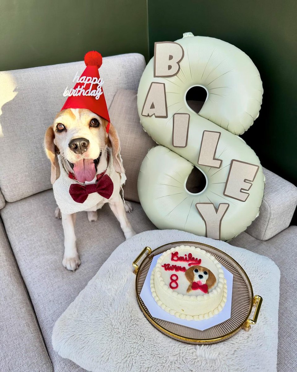 Beagle Addict tweet media