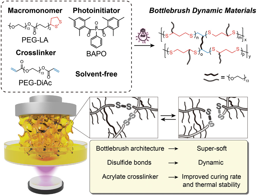 Check out recent work by @BioPACIFICMIP researchers @UCSantaBarbara! They've printed bottlebrush elastomers via Digital Light Processing (DLP) using innovative resin components. Congrats to @ReadAlanizteam, @HawkerNation, Chris Bates, and their teams! onlinelibrary.wiley.com/doi/full/10.10…