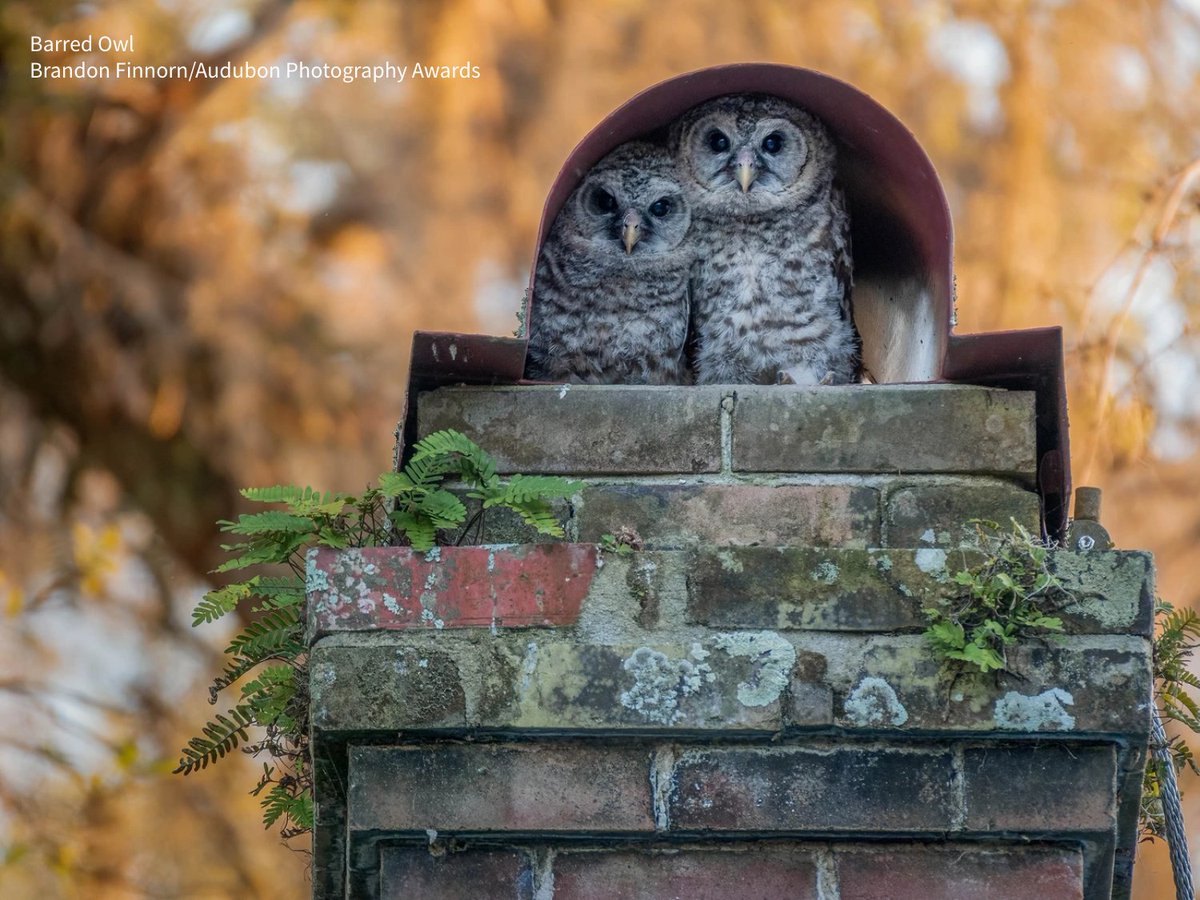 Young Barred Owls venture from the nest at approximately 4 to 6 weeks, but they won’t start flying until they’re nearly 10 weeks old. Until then, they walk across branches and can climb trees by using their bills and talons. bit.ly/2QxPeWd