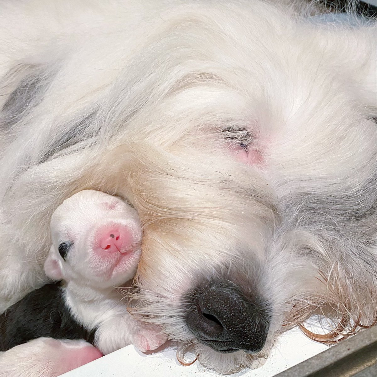 Our sweet girl Hermione with one of the puppies she gave birth to last Thursday. I don’t know its name; there are eight of the little monsters!