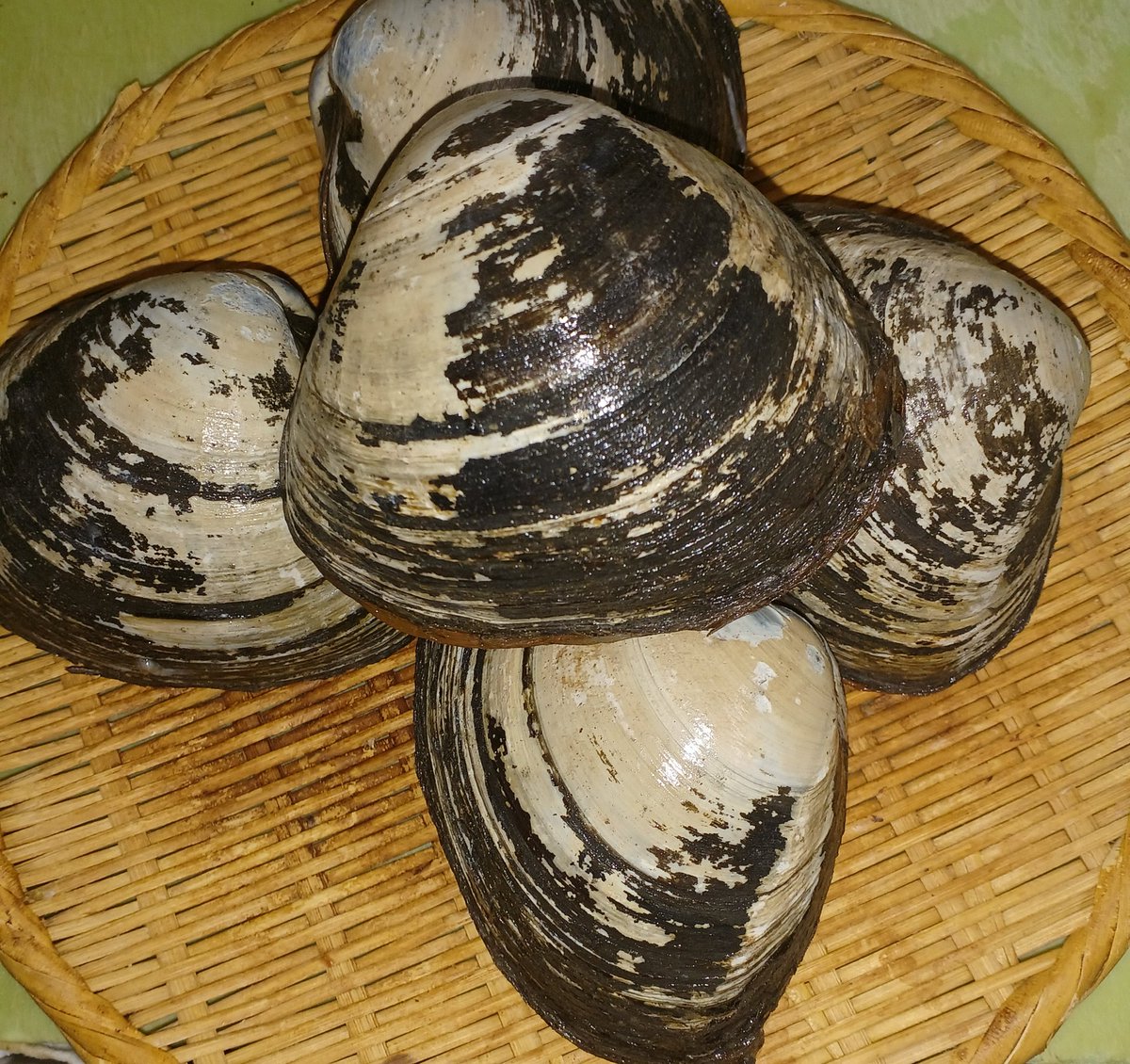 uminobon's tweet photo. ３月２７日定食お品書き
おつまみ　焼き魚　煮魚お品書き
北寄貝刺身　炙り　ぬた
初かつお刺身
あじ刺身　なめろう
たけのこ焼き　たけのこ土佐煮
たけのこ御飯 https://t.co/JR9Inuvdqm