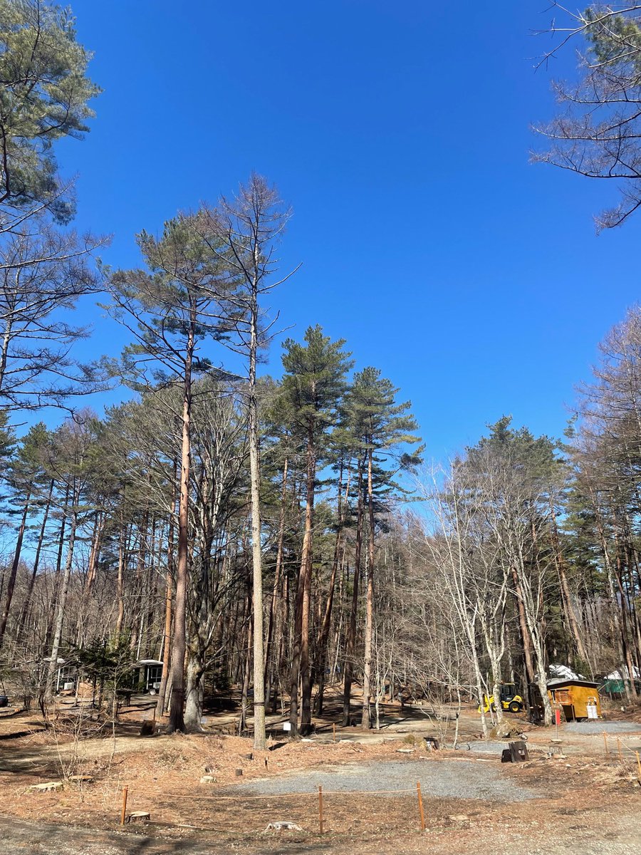 もう少しで春キャンシーズン☘️
場内は春の空気感になってきました♪

#キャンプ #キャンプ場 #アウトドア #山梨県