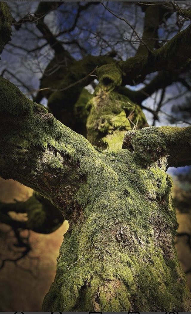 For #ThicktrunkTuesday ancient trees like this beauty were sacred guardians from prehistory continuing like Xtian churchyard #Yew sentinels in2 modern belief in their longevity & connection2 everlasting life-Yew🌲chosen 2lead souls2 underworld 🖼️my own wp.me/pBloo-1vx