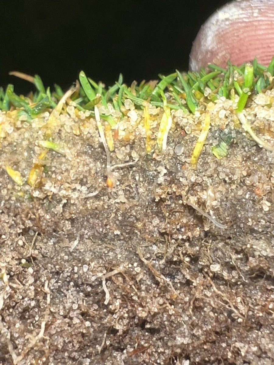 nturner1989's tweet image. Germination in 5 days, fantastic results!Using the Vredo Seeder, getting a 90% germination over the past 4 renovations is transform these greens surfaces. The results speak for themselves. @RThompsonTurf