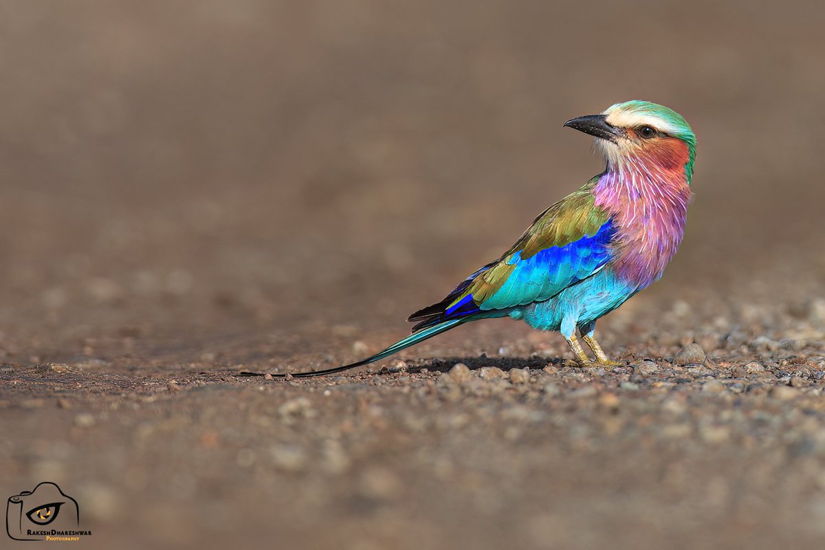 #LilacBreastedRoller forages on the dirt tracks at #MasaiMara. One of the most colourful bird in #Africa #IndiAves @natgeoafrica #canonphotography #BBCWildlifePOTD #birds #birding #birdwatching #TwitterNatureCommunity @ParveenKaswan @Team_eBird