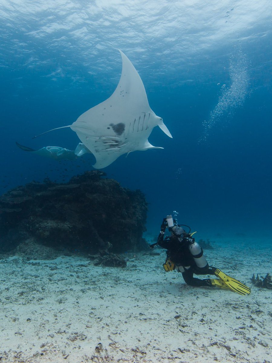 Our newest Wildlife Warriors project is researching the manta rays of Australia’s East Coast! Project Manta has been studying these gorgeous ocean animals since 2007, and with our help, the researchers are expanding their work to identify key habitat, breeding grounds, population…