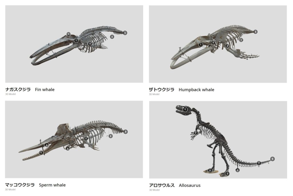 osaka_shizenshi's tweet image. 大阪市立自然史博物館の新着情報 当館で展示している大型骨格標本の３D画像をWeb公開しました。 omnh.jp/archives/11078…