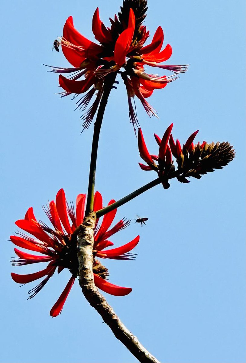 Semal, Palash (Tesu/Dhak), and Mandar (Indian Coral Tree) are 3 different tree species. All are flowering these days. Watching closely helps in identifying them distinctly.