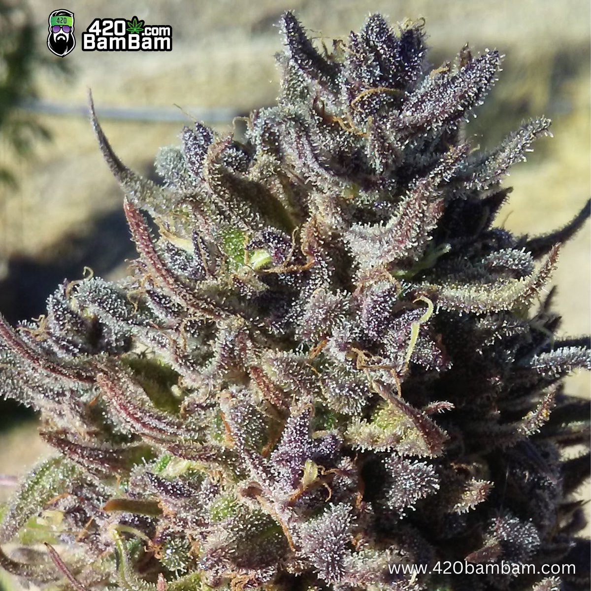 🥰🔥#Cannabis #PurpleKush