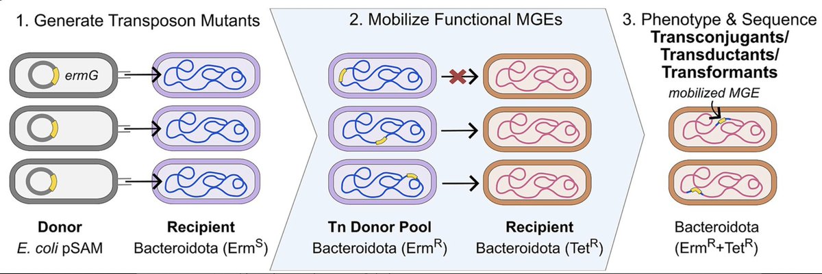 Tracking and Characterization of a Novel Conjugative Transposon Identified by Shotgun Transposon Mutagenesis

'an untargeted transposon mutagenesis approach identified functional mobile genetic elements MGE'
frontiersin.org/journals/micro…
