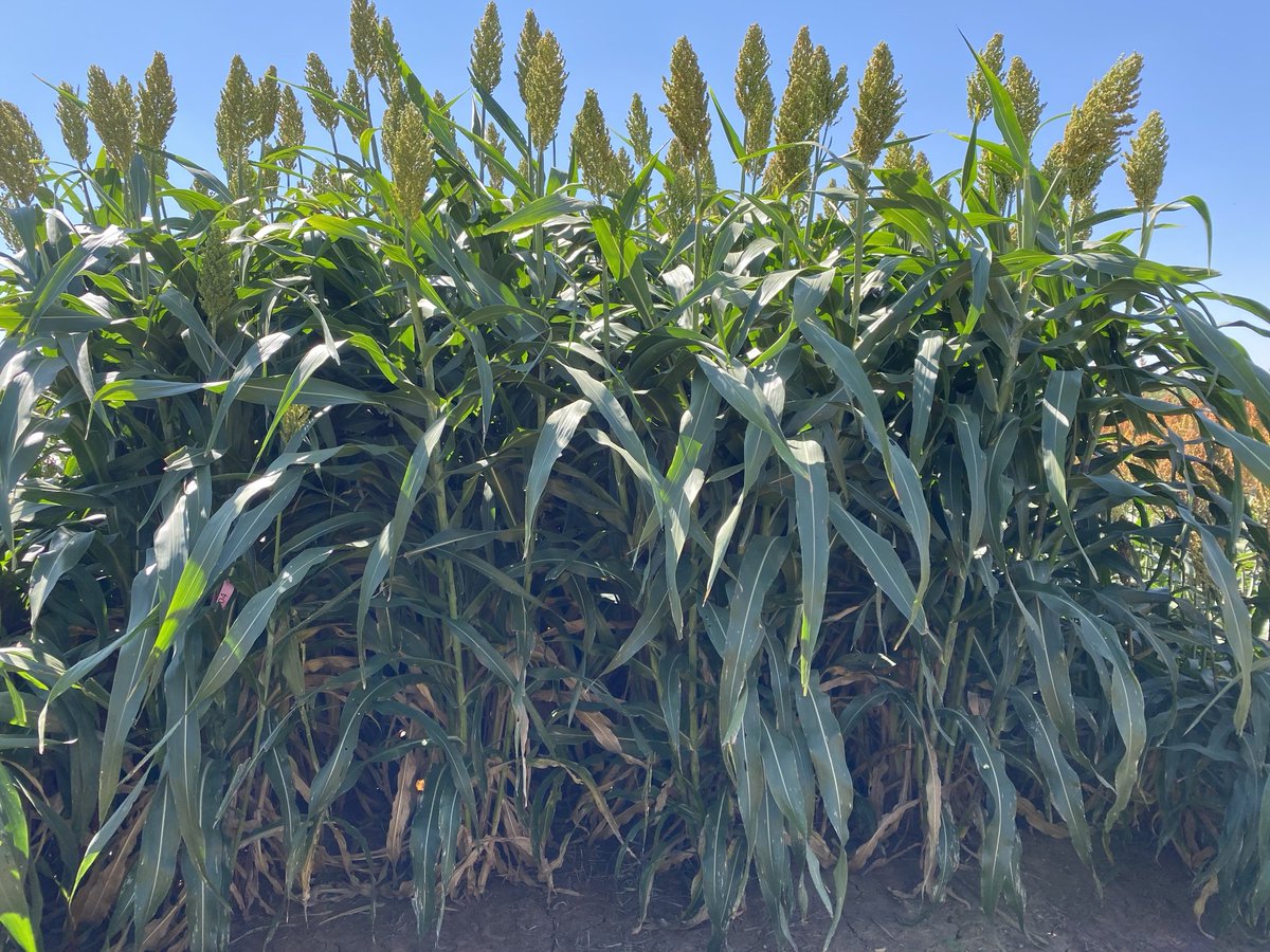 Jourdan Bell (@txpanag) on Twitter photo Forage #sorghum seed is in big demand across the Texas High Plains! Get your seed ASAP! 2023 <a href="/AgriLife/">Texas A&M AgriLife</a> Sorghum #Silage trial report is at: u.tamu.edu/Aya0c5CE The report includes 66 sorghum hybrids. <a href="/kheflinTxAg/">Kevin Heflin</a> <a href="/SorghumGrowers/">National Sorghum Producers</a> <a href="/TexasSorghum/">Texas Sorghum</a> Forage #sorghum seed is in big demand across the Texas High Plains! Get your seed ASAP! 2023 <a href="/AgriLife/">Texas A&M AgriLife</a> Sorghum #Silage trial report is at: u.tamu.edu/Aya0c5CE The report includes 66 sorghum hybrids. <a href="/kheflinTxAg/">Kevin Heflin</a> <a href="/SorghumGrowers/">National Sorghum Producers</a> <a href="/TexasSorghum/">Texas Sorghum</a>