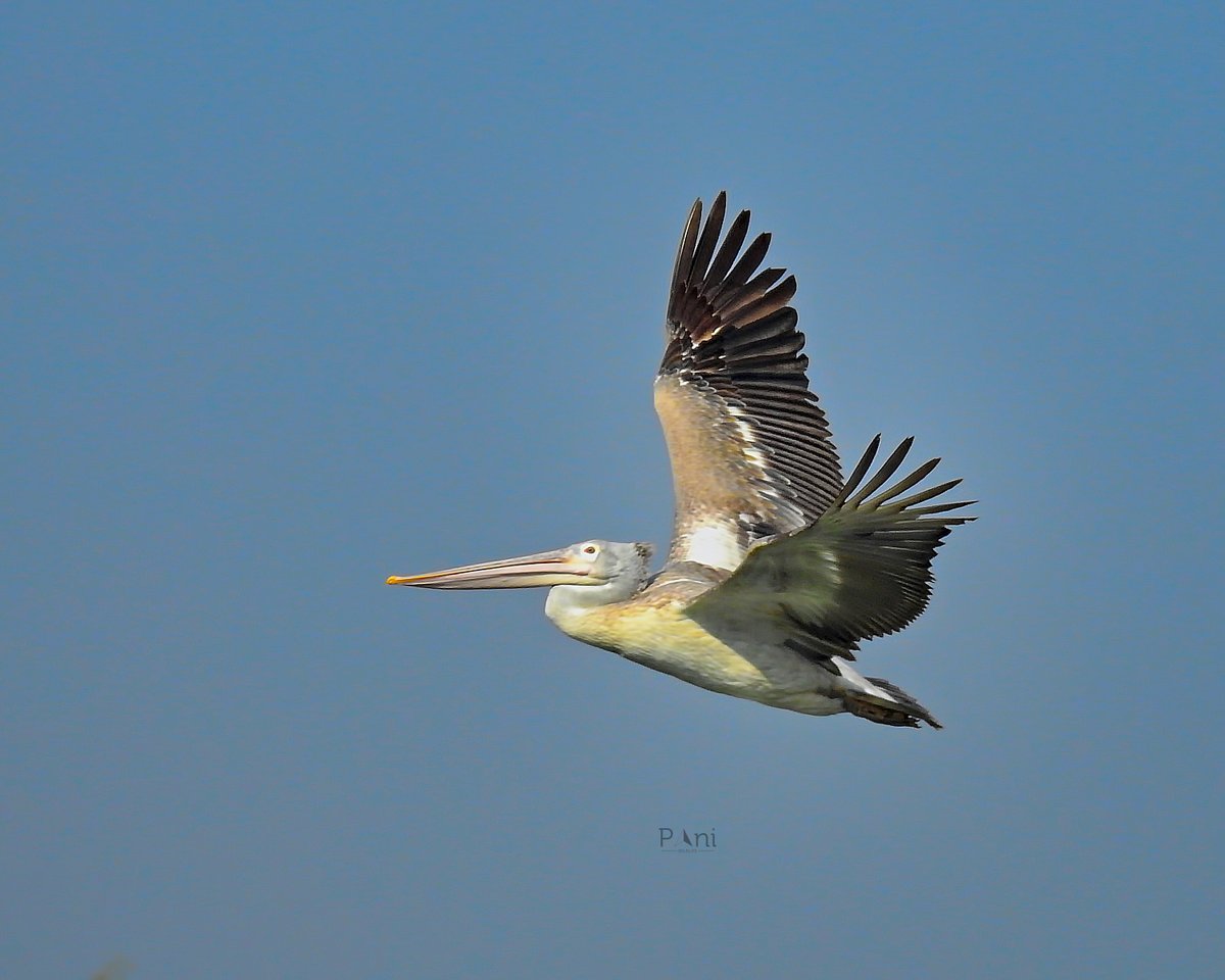 Spot Billed Pelican They are often seen in large flocks while foraging and breeding. They work together to herd fish into shallow water, then scoop them up with their large bills. Mainly feeds on fish, but also consumes crustaceans and small birds. @IndiAves @Avibase