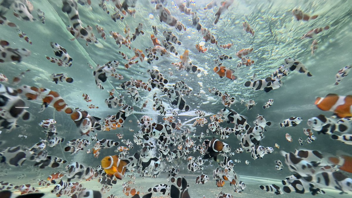 The world of designer clownfish