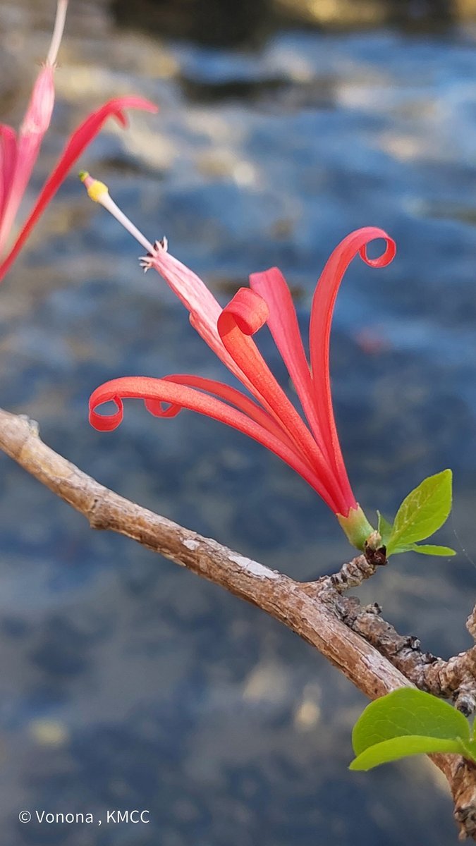 POTD - Turraea pervillei (IUCN LC), #Sapindales, #Meliaceae, shrub #endemic to #Madagascar recorded in #Antsiranana #Diana_region @WestonFDN
