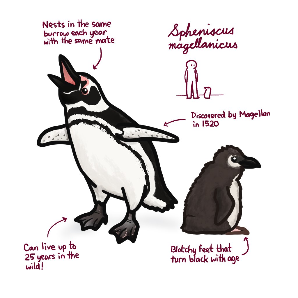 The Magellanic penguin lives on the coasts of southern South America, but they've been seen in El Salvador, Antarctica, Australia, and New Zealand. They are threatened by climate change and oil spills.
#marchofthepenguins #penguin #bird #magellanicpenguin #education #art