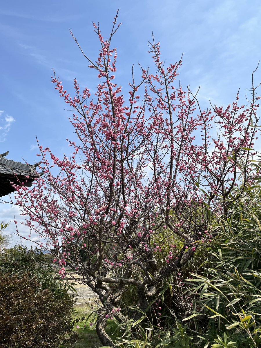 こんにちは。 明日香村川原の川原寺跡の場所に弘福寺があります。そのお寺の近くに濃いピンク色の梅の花が咲いています。鮮やかな色なので写真を撮りました。