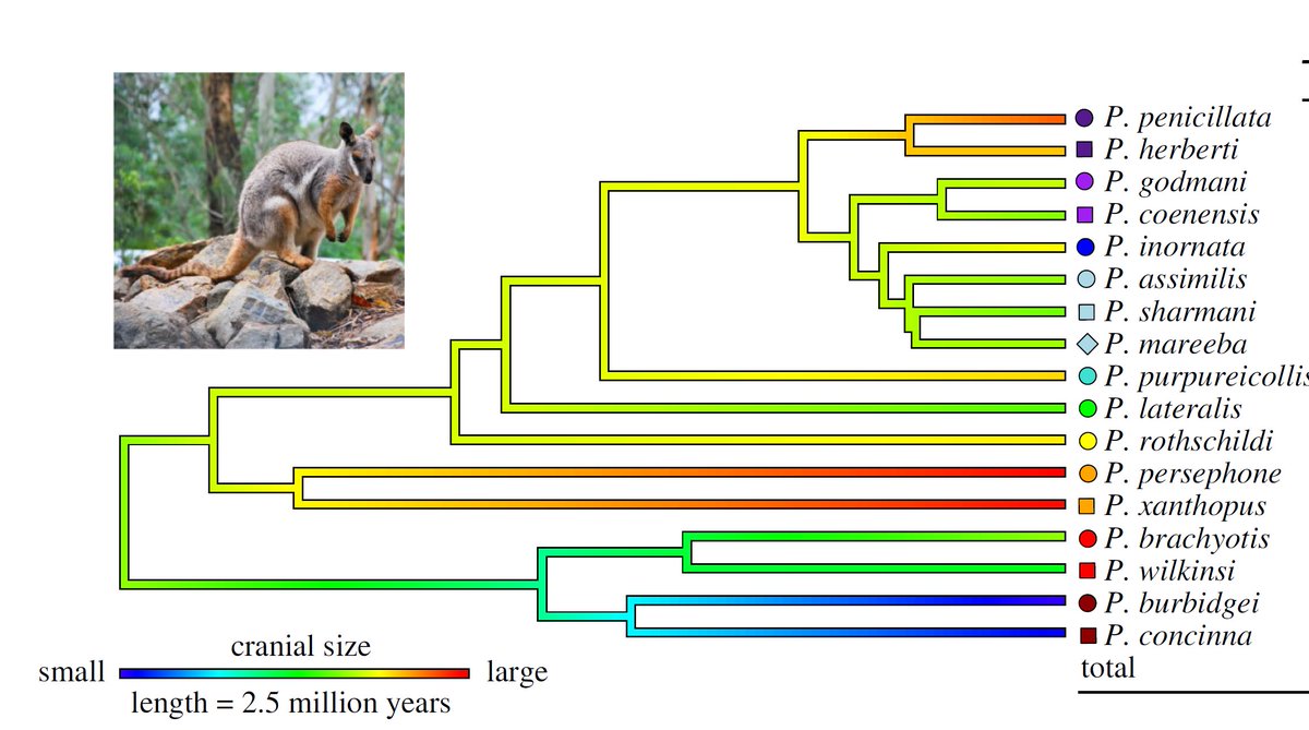 Vera Weisbecker (she/her on Kaurna land) tweet media