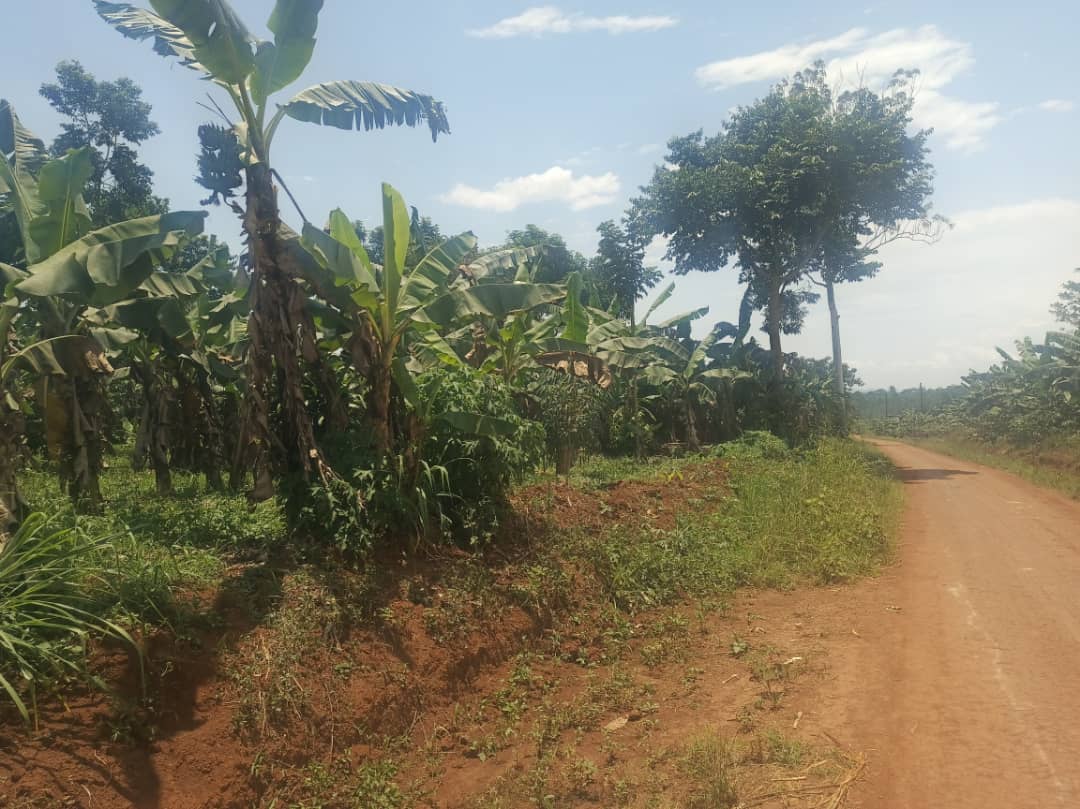shukranproperty's tweet photo. *#7Acres on sale* located at Nakaseke Kasabye village
Power on site 
With #landtitle.
*Price👉 #12millions* per acre 
Selling from #2Acres
For inspection call or wtsup👉+256706592177
Mpuuga bobi Kyagulanyi gashumba https://t.co/p134IlORF7