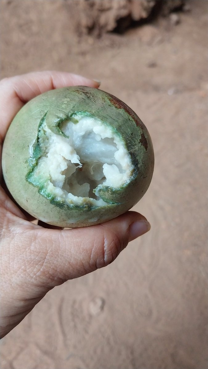 Caimito  / Cayomito 
Fruta común en esta temporada para Yucatán. Existen en color verde y morado. Hay que saber comerlo para que no te queden pegajosos los labios. 
#MonteMaya