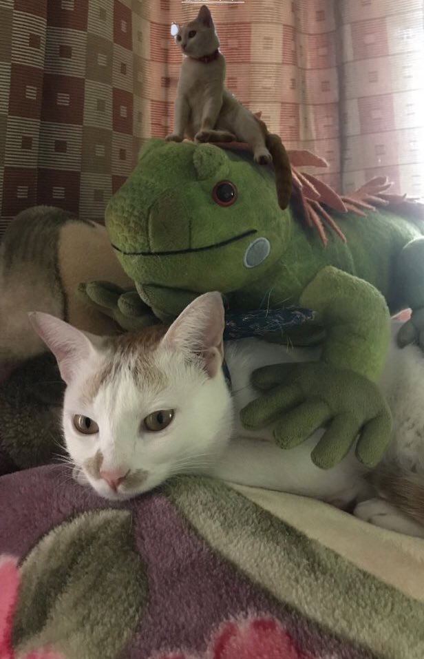 shell_inking's tweet image. GM, stranger! 🍳❤️‍🔥

This is 3/4 of my family! 👹