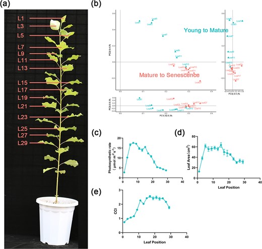 Hortres's tweet image. Study unveils intricate transcriptional regulation in poplar leaf development, identifying key regulators like GRF5 and MYB5. Insights for breeding resilient trees. #PlantScience #LeafDevelopment @OxfordJournals 
Details:academic.oup.com/hr/article/10/…