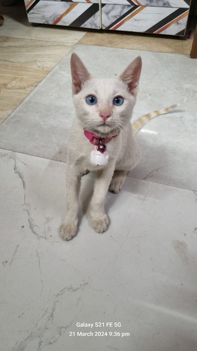 Looking for someone to adopt Leo, a smol 3-month old kitten currently in my society near GM Palya. Leo is very active, litter-trained, and has beautiful blue eyes 👀 Please DM me if you or if someone you know would be up for adopting this cudie