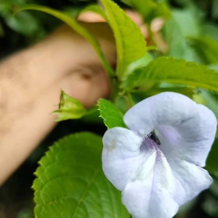 Exciting Discovery: New Plant Species Found in #NorthEast In a groundbreaking discovery, Dr. Krishna Chowlu and her team @bsi_moefcc, @moefcc, unearthed a new plant species belonging to the genus Cyrtandromoea in the West Kameng district, #ArunachalPradesh. The new species is…