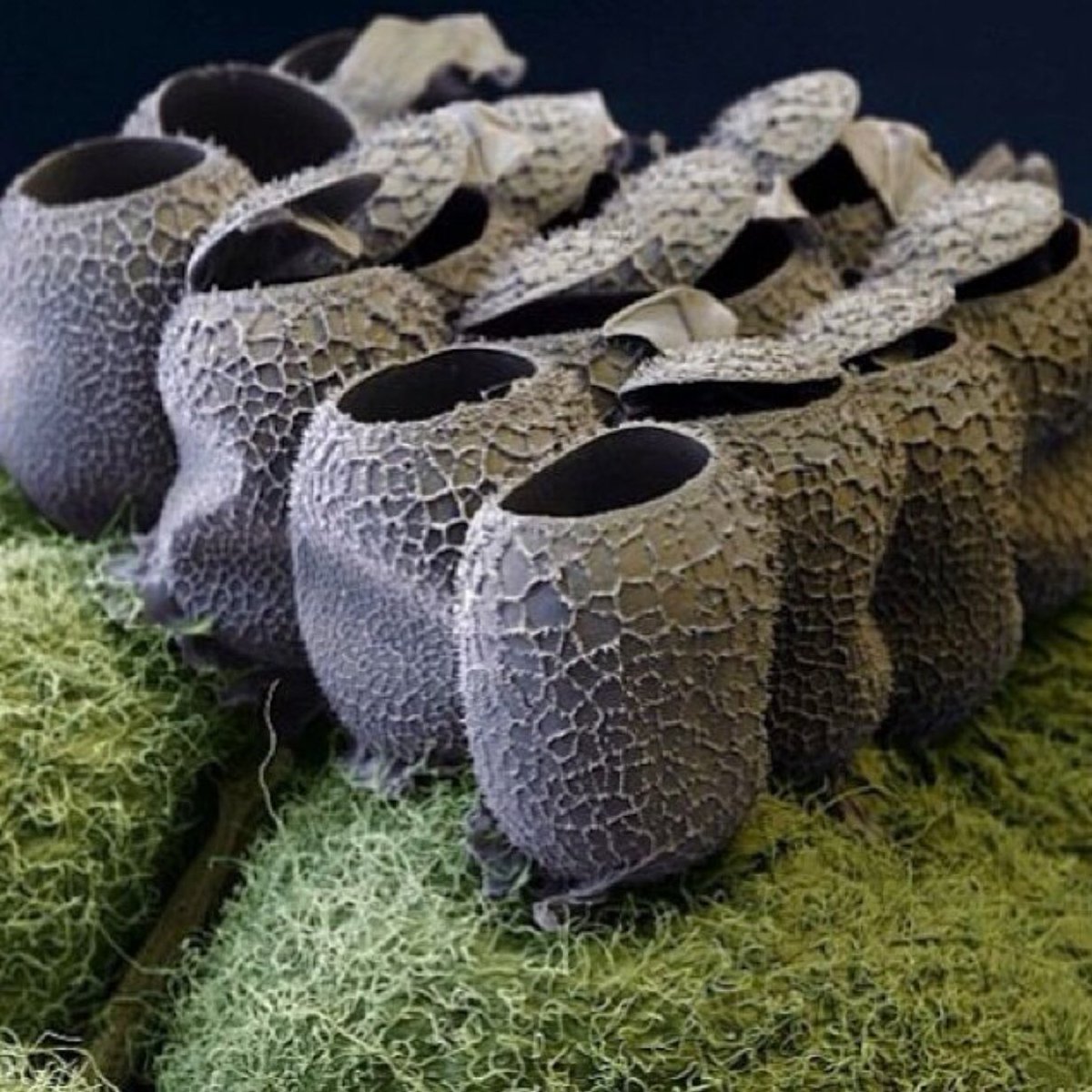 Butterfly eggs on a raspberry plant