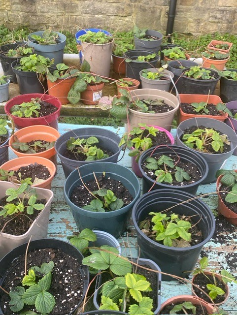 Strawberries ready to be taken home and planted by staff and students @HalifaxAcademy_ Can't beat a DIY #PickYourOwn Great work by the student gardeners @GYOmag @RHSSchools